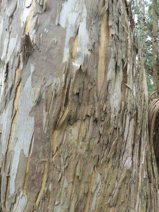 Eucalyptus gunii bark.