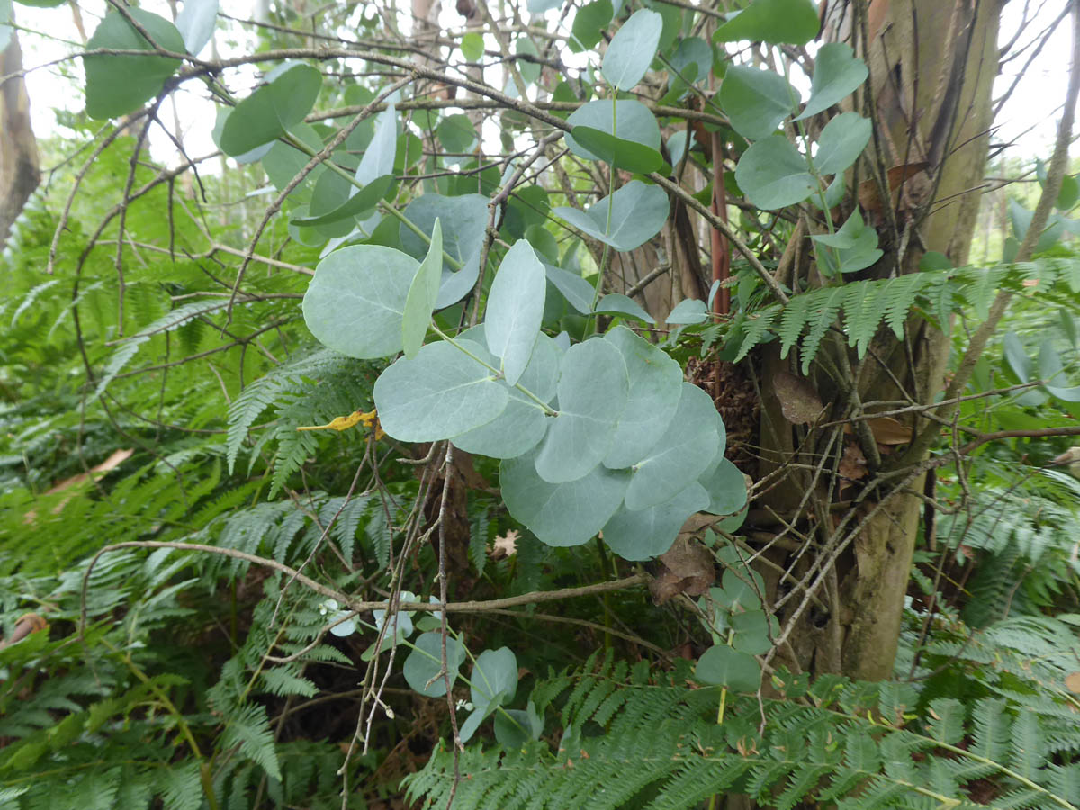 Leaves of Eucalyptus gunii.