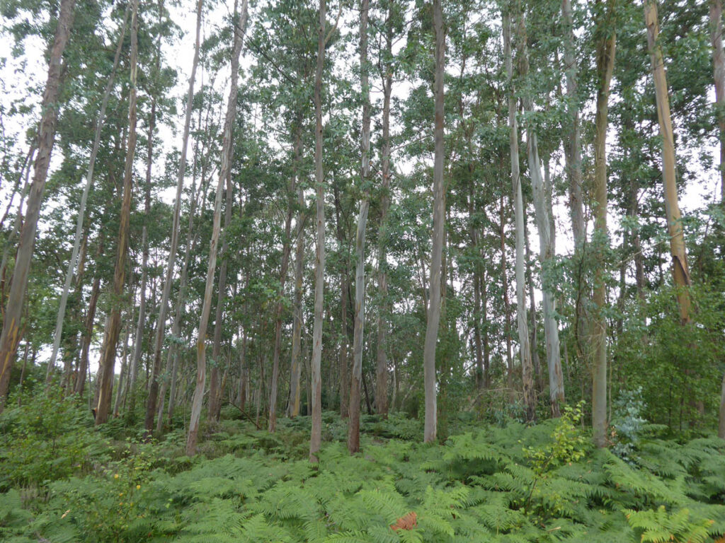 A trial plot of Eucalyptus gunii.
