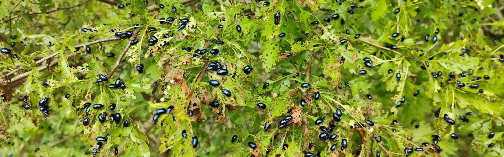 An image showing insect pests.