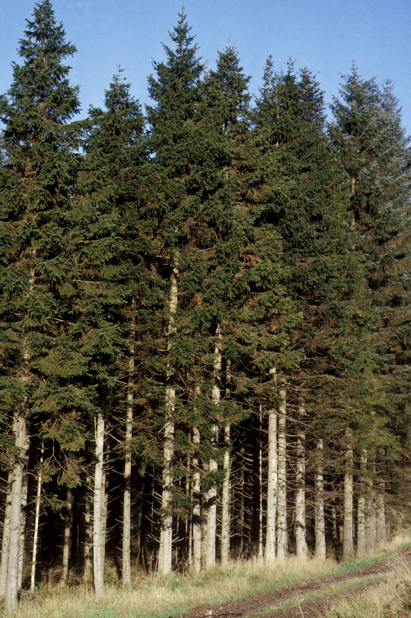 Picea abies. Norway spruce stand. Location: Ae, Dumfriesshire, Scotland.