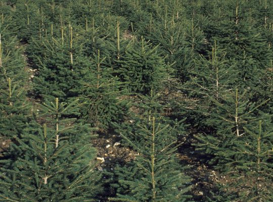 Norway spruce Christmas trees. Yattendon Estate, Berkshire, England.