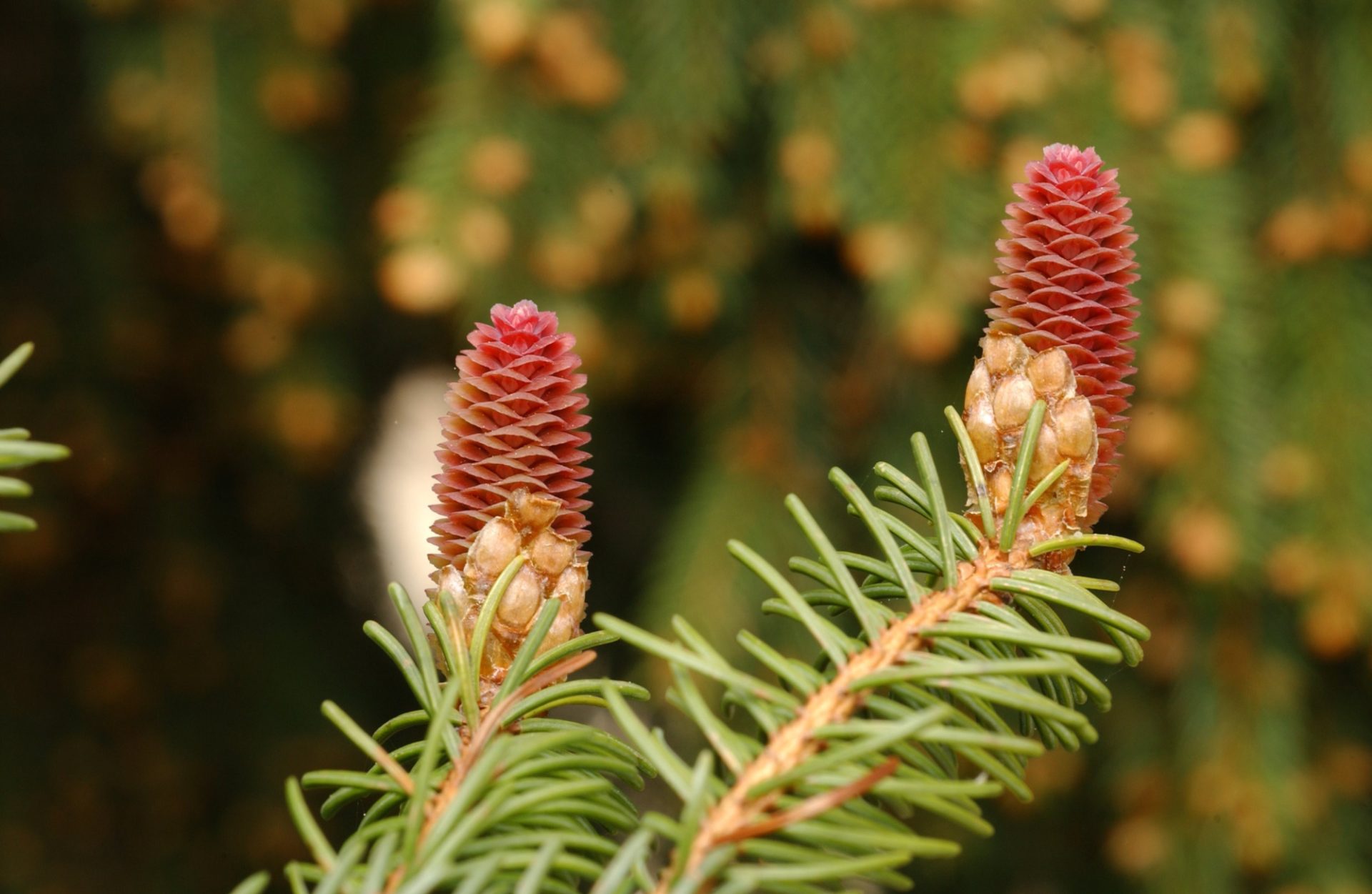 Young cones of Norway spruce.