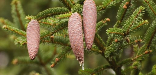 Norway spruce cones.