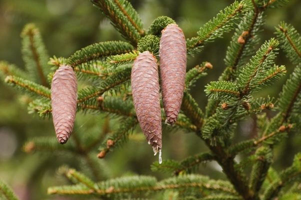 Norway spruce (NS) - Forest Research