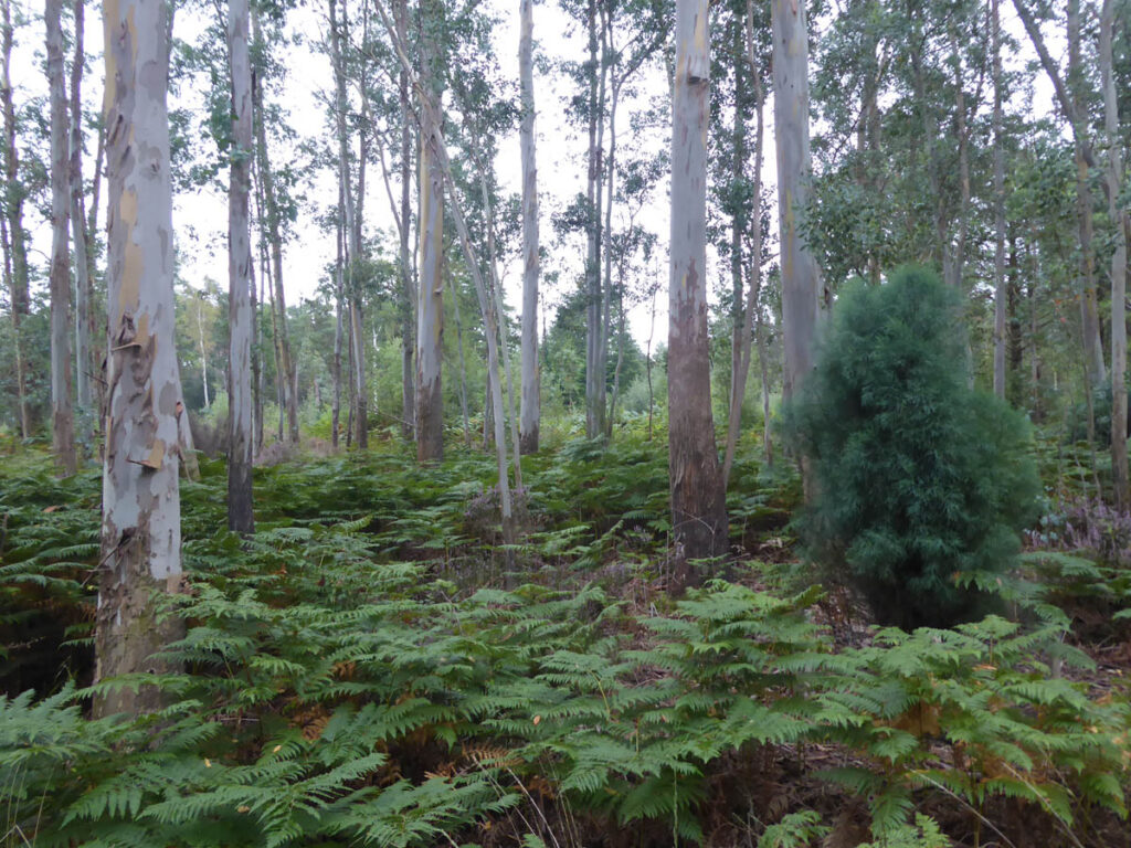 Plot of cider gum in Bedgebury Forest Garden, Kent, planted in 1990.