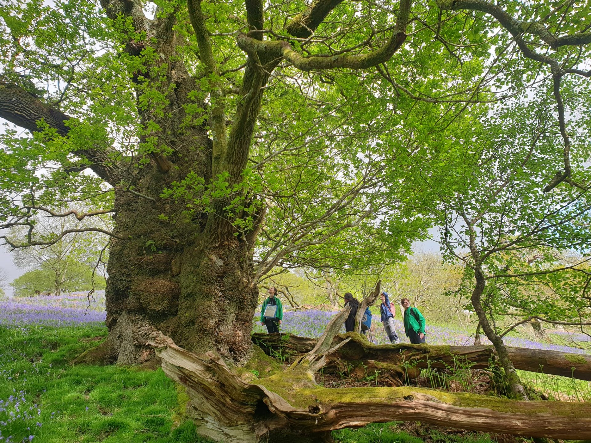 Forest Research and Natural England colleagues on a site visit together in the Lake District. As part of some pilot testing of the dead and decaying trees questionnaire survey. 