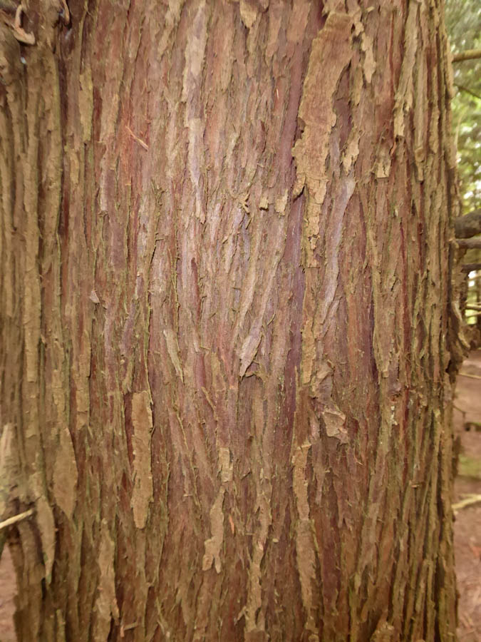 Forest Tree Series: Western Red Cedar - NICHOLSONS