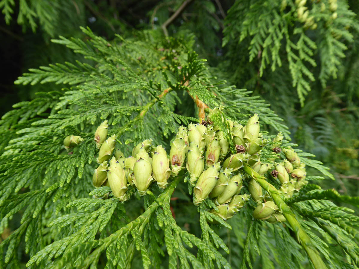 About Western Red Cedar - Tree Identification, Properties & Uses - Softwood  Species