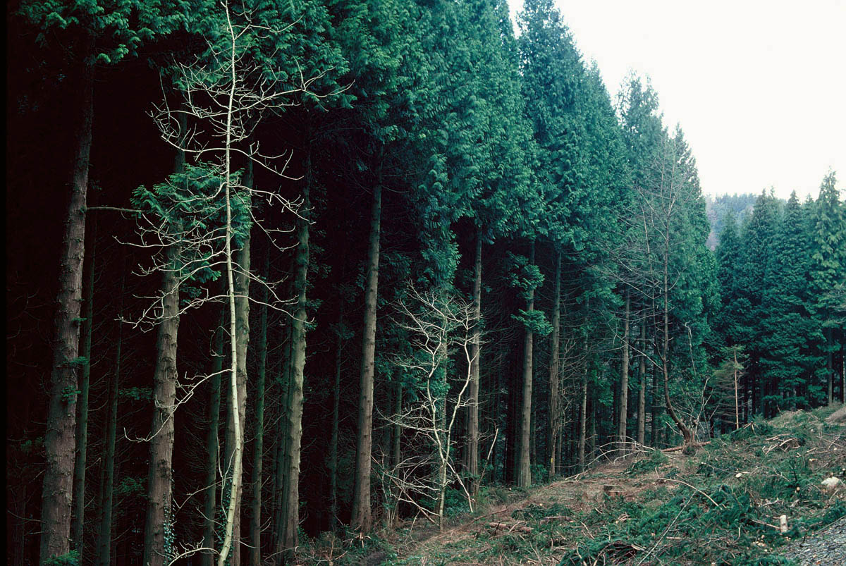 Western red cedar (RC) - Forest Research