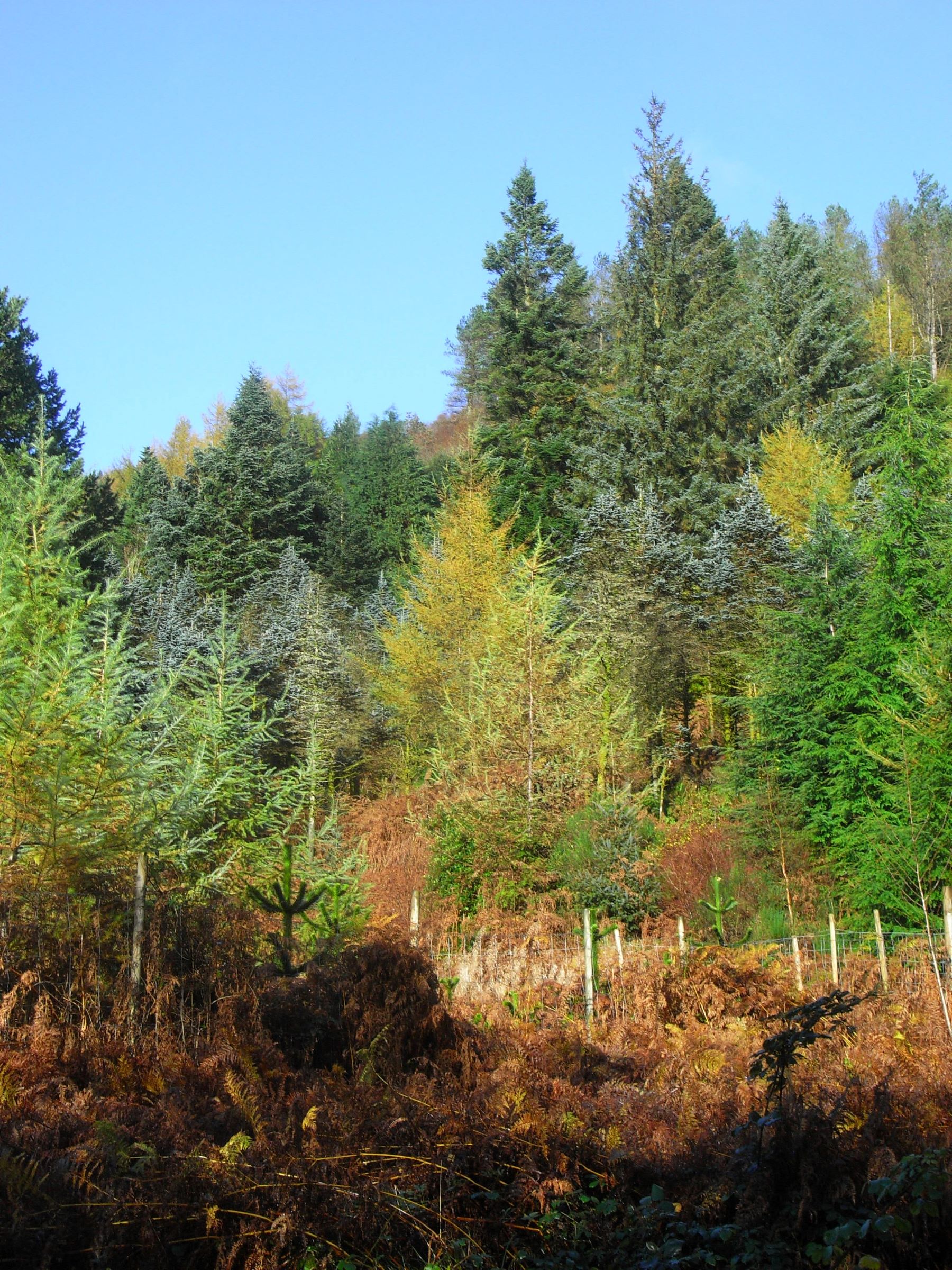 An image of a number of sunlit conifers of different species growing on a slope.