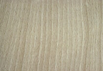 Wood sample of beech, Fagus sylvatica, showing the colour and grain structure.