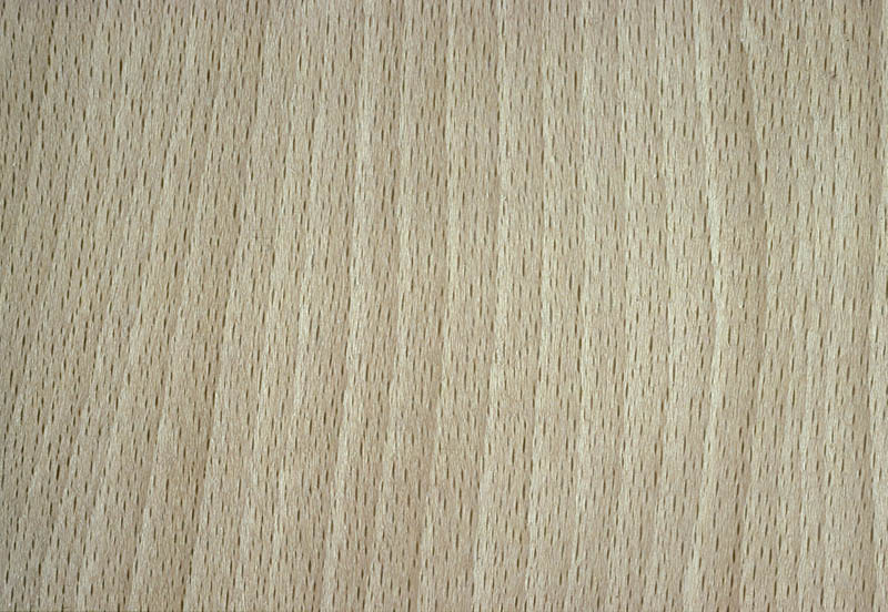 Wood sample of beech, Fagus sylvatica, showing the colour and grain structure.