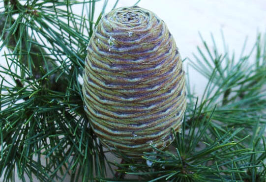 Cone of a cedar-of-Lebanon.