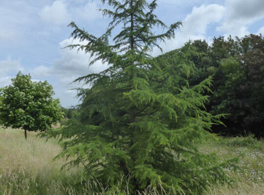 Cedar-of-Lebanon sapling.