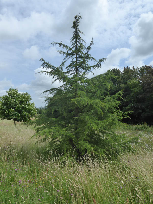 Cedar-of-Lebanon sapling.
