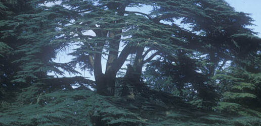 A mature Cedar-of-Lebanon in a parkland environment.