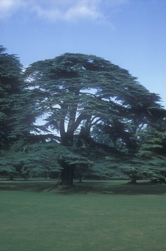 A mature Cedar-of-Lebanon in a parkland environment.