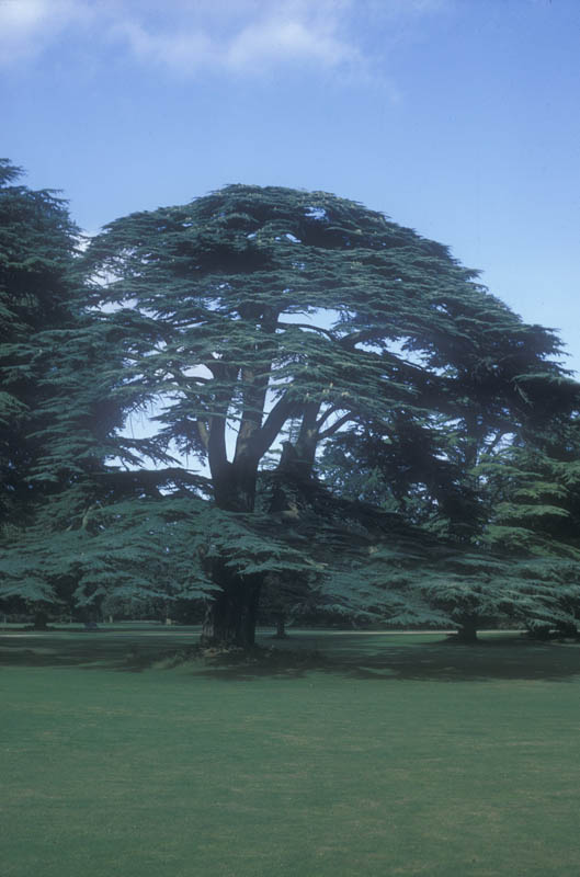 The cedar of Lebanon - a drought-tolerant tree species for dry sites