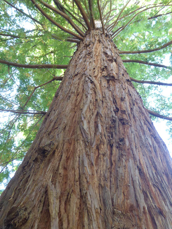 Distinctive red fibrous bark of this forest giant.