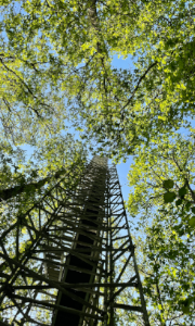 Straits tower at Alice Holt Forest