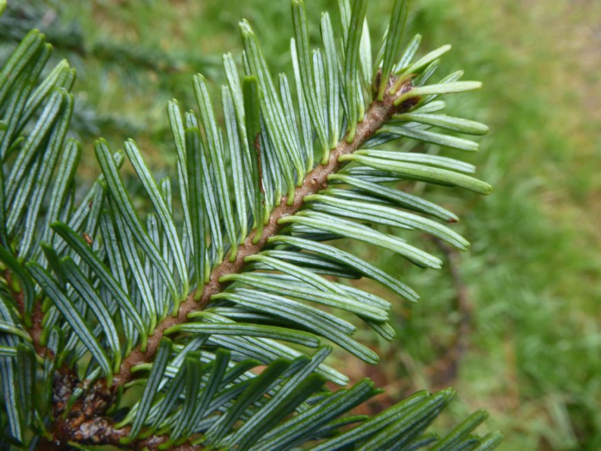 Pacific silver fir (PSF) - Forest Research