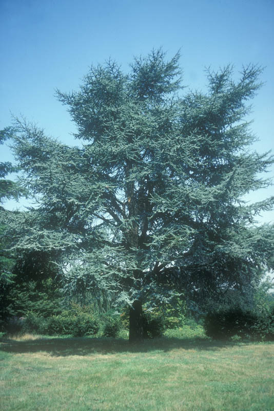 A mature Atlas cedar in a parkland setting.