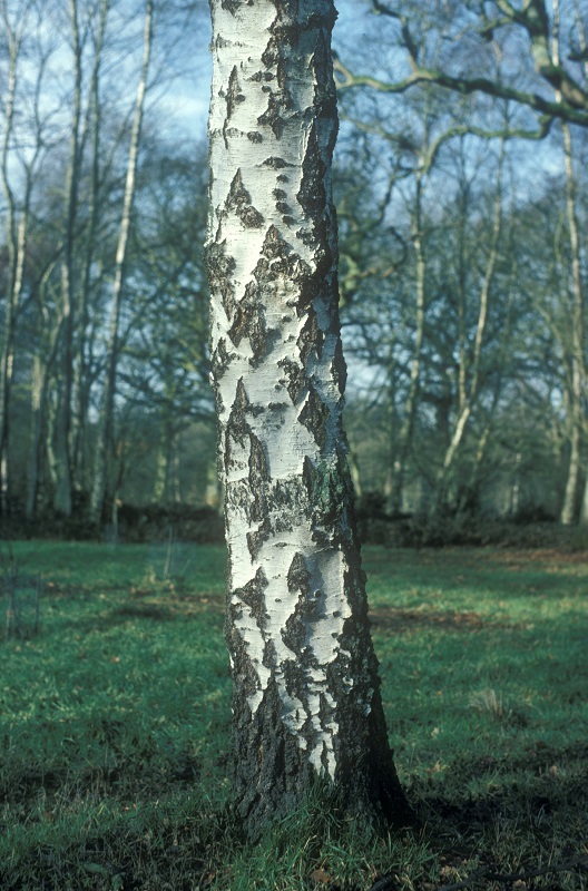 Trunk of silver birch showing bark detail.
