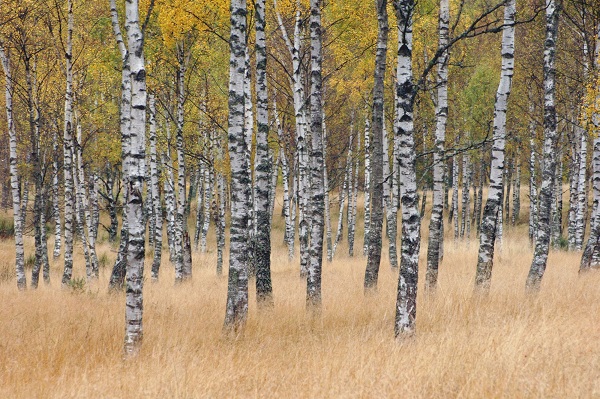 Silver birch trees in autumn.