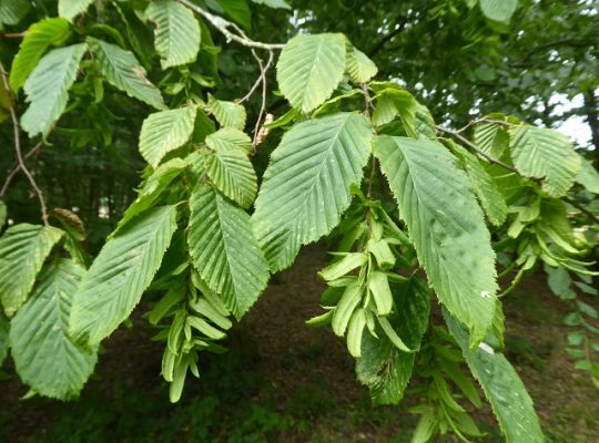 Hornbeam (HBM) - Forest Research