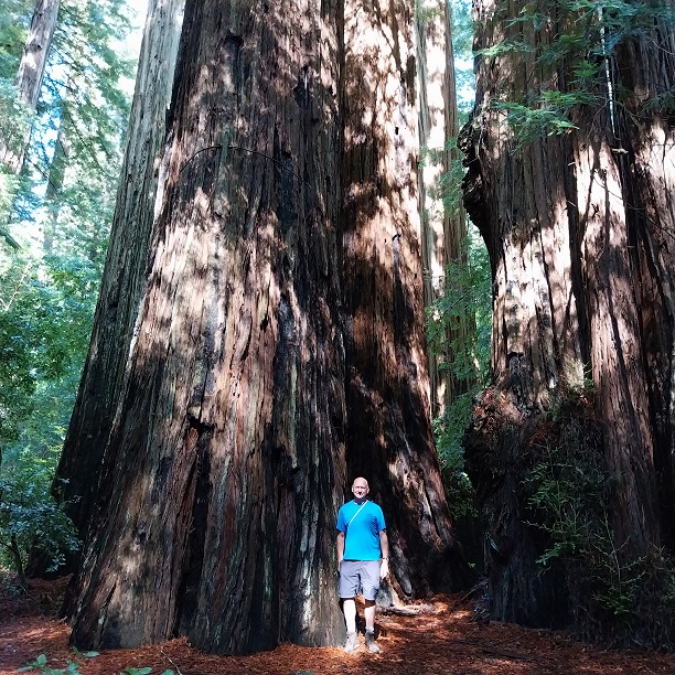 Large coast redwood at Humboldt Redwood State Forest, CA.