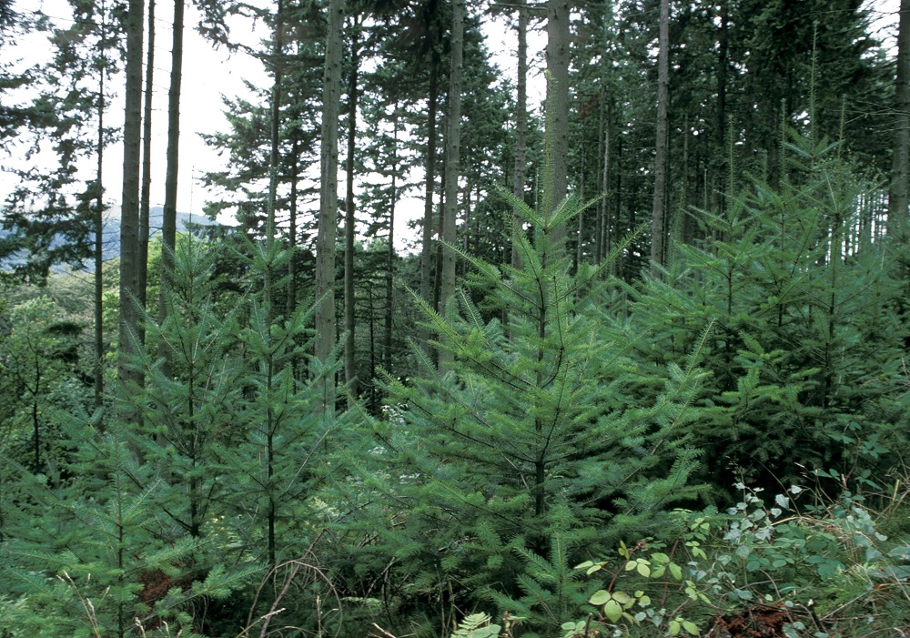 Douglas-fir natural regeneration, Thornthwaite, Cumbria, England.