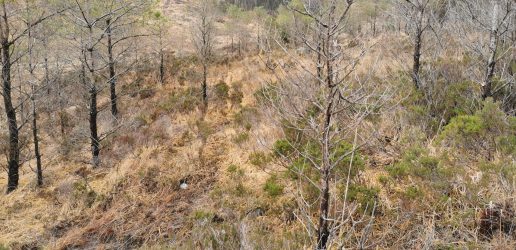 A new ‘old’ health threat to Scots pine