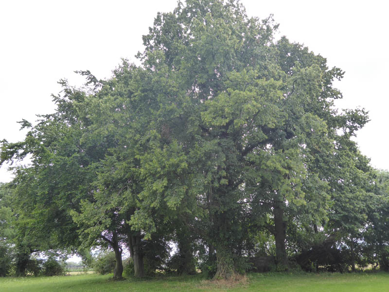 Mature small-leaved lime trees.