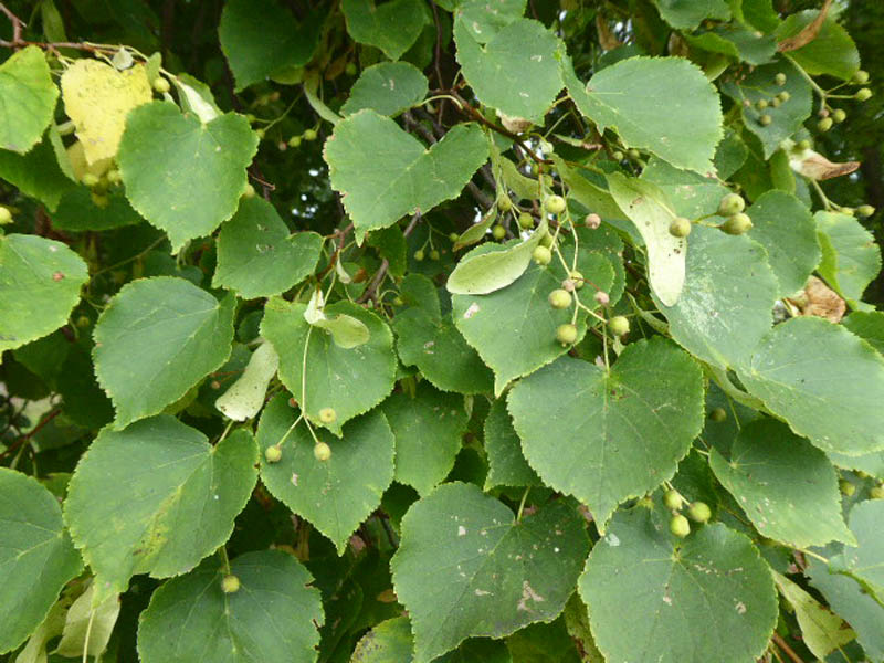 Small-leaved lime leaves.