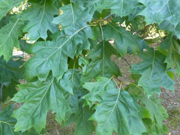 Red oak (ROK) - Forest Research