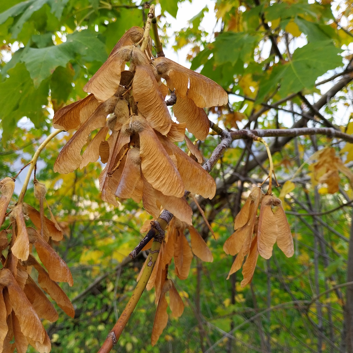 Samara of big-leaf maple.