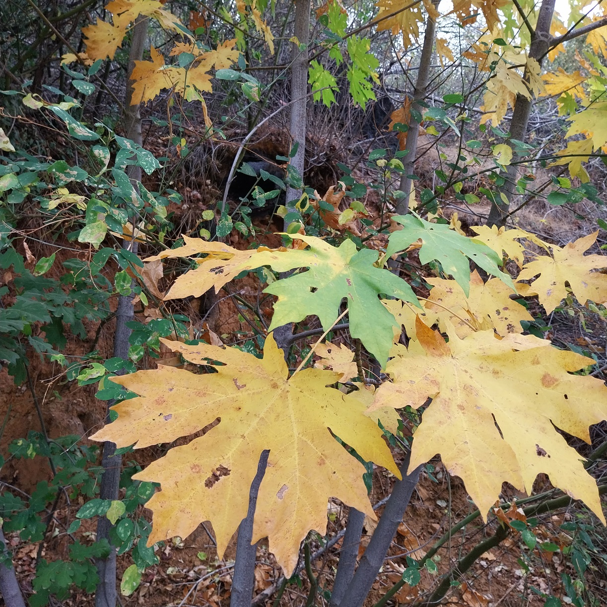 Autumn leaves on big-leaf maple, Stanislaus National Forest, CA