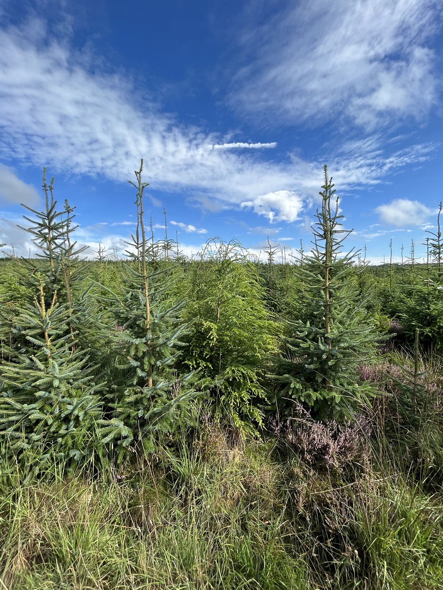 Young Sitka spruce planted at Kielder.