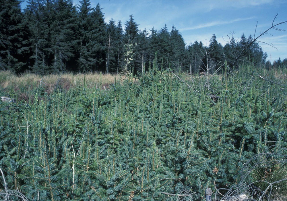 Sitka spruce natural regeneration. Clocaenog, Clwyd, Wales.