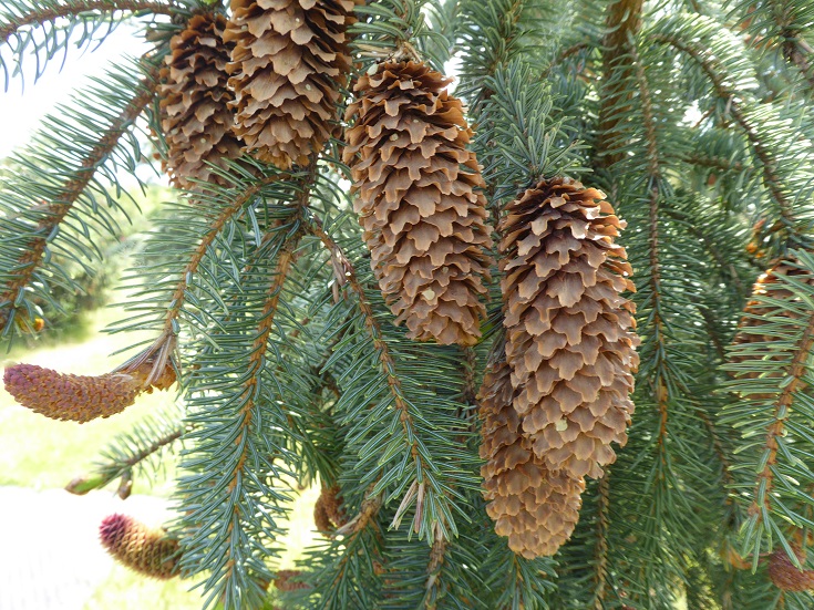 Sitka spruce mature cones.