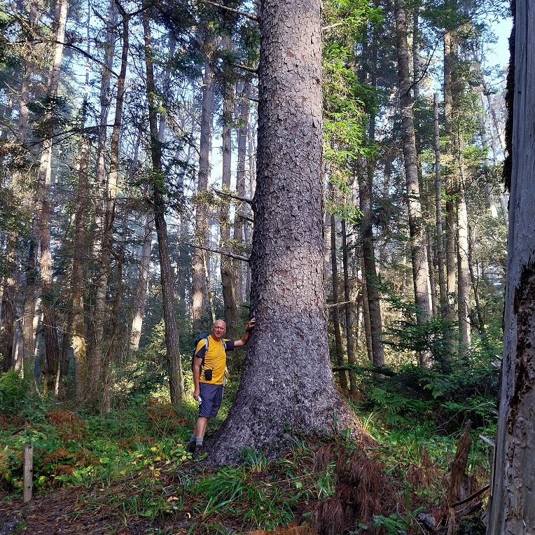 Southerly range of Sitka spruce, Jug-Handle State Park, Mendocino, CA