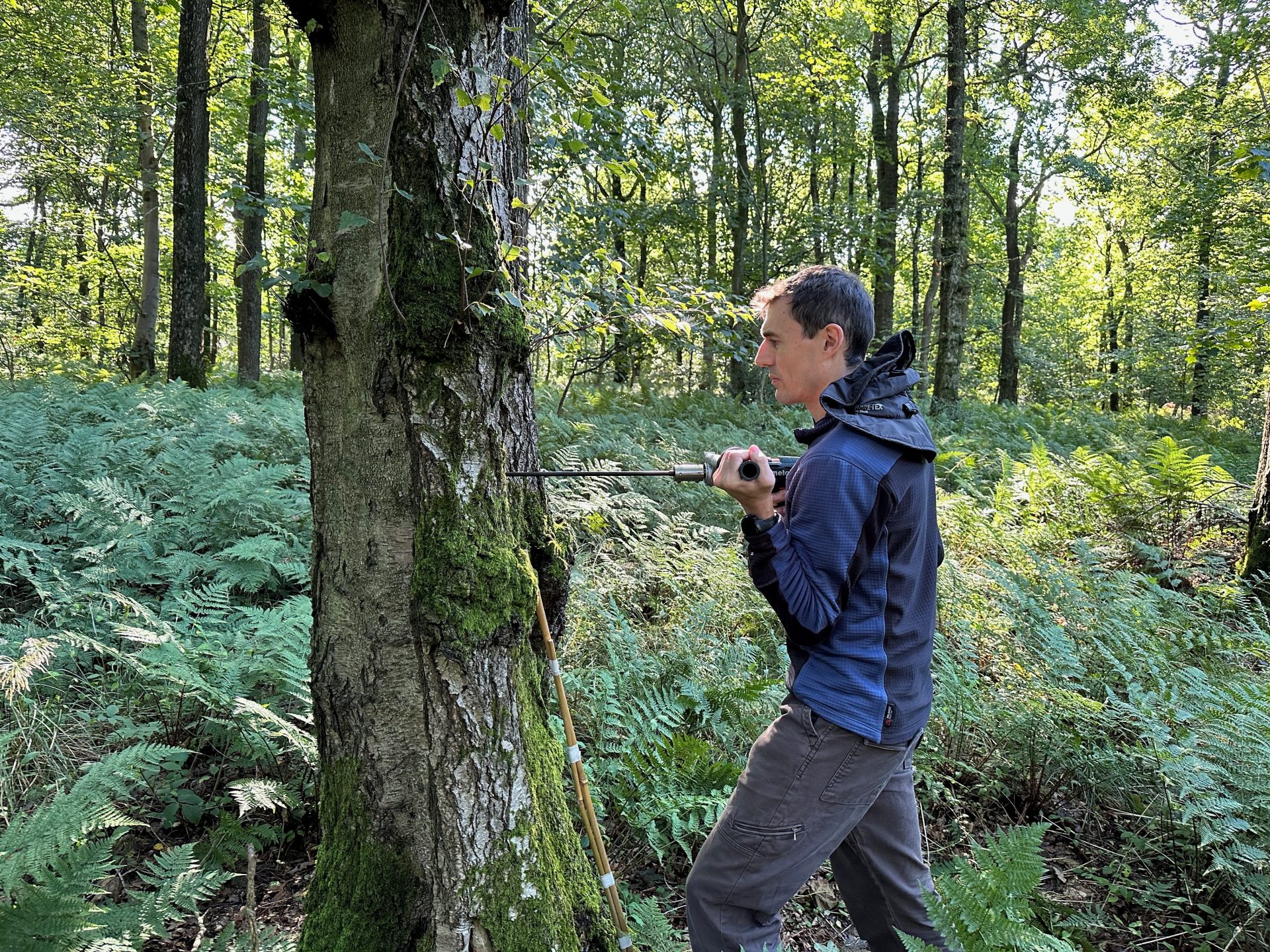 Example of tree coring using a power drill.