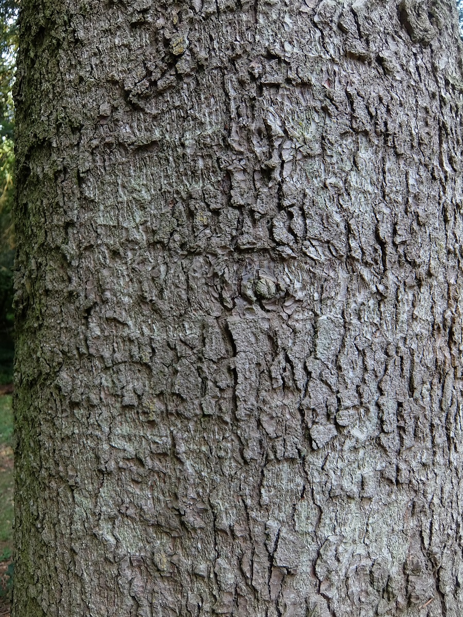 Scaly bark of Caucasian / Nordmann fir.