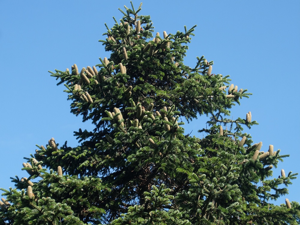 Cones on a mature Caucasian, or Nordmann, fir.