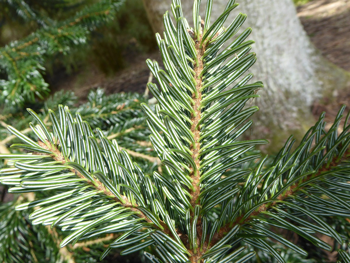 The underside of needles of Caucasian, or Nordmann , fir.