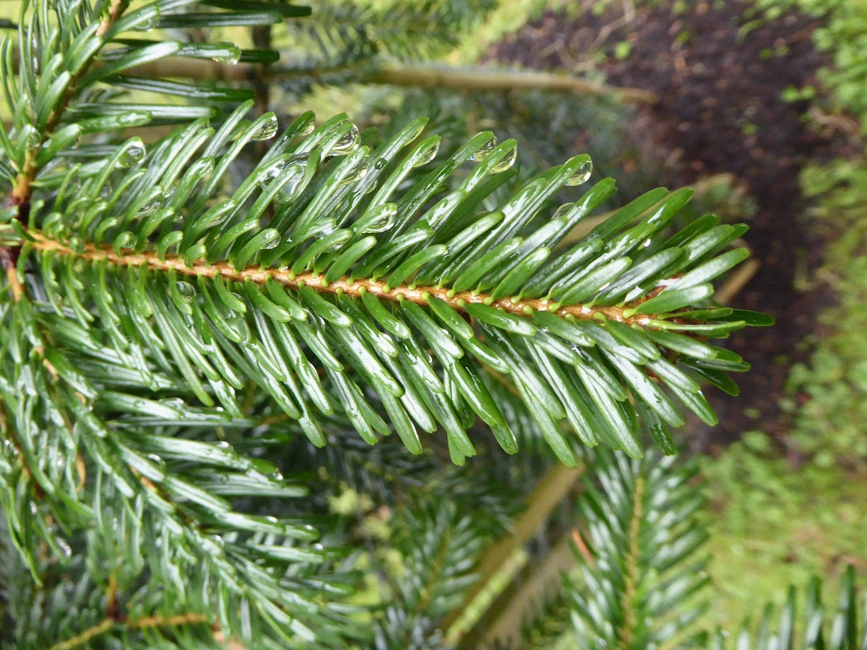 Upper surface of needles of Caucasian ,or Nordmann, fir.