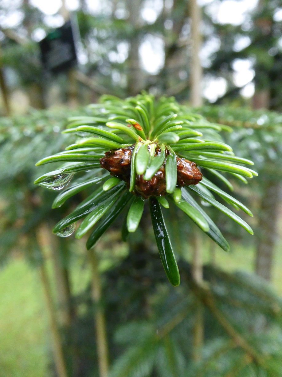 Buds of Caucasian / Nordmann fir.