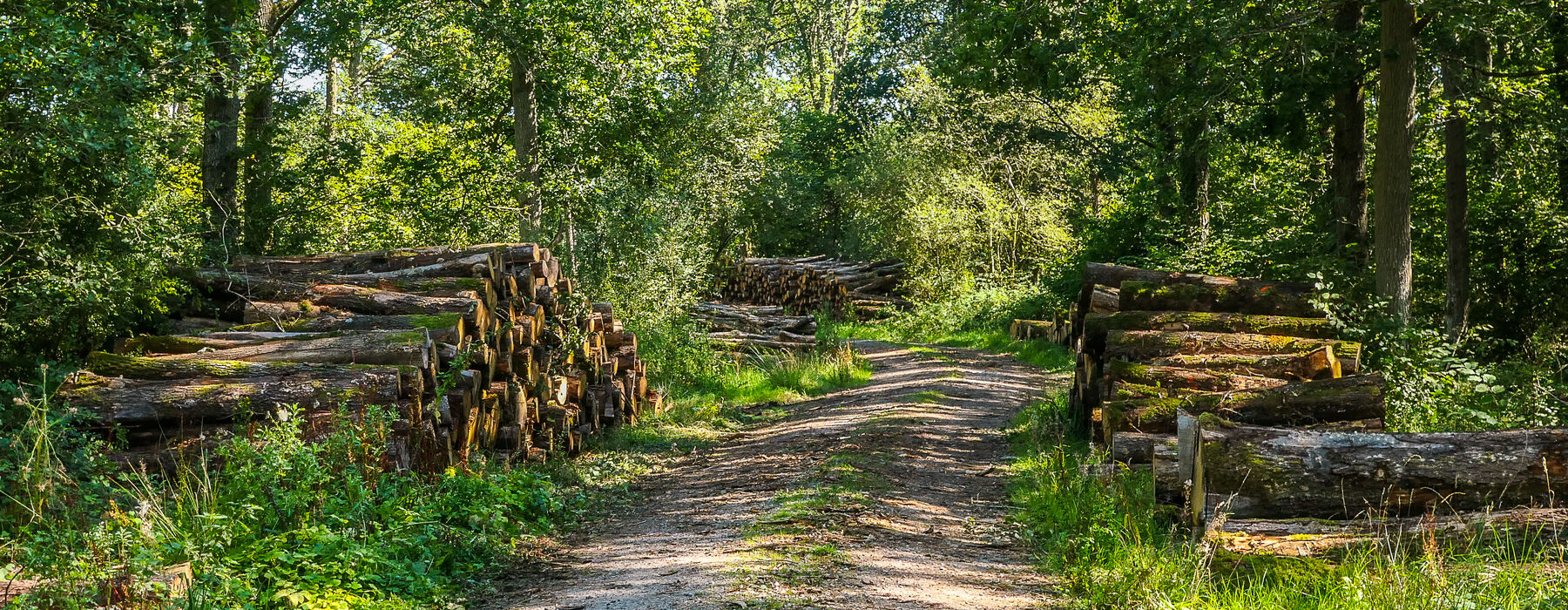 Stacked timber beside forest road at the Straits Enclosure, Alice Holt Forest, Hampshire, England.