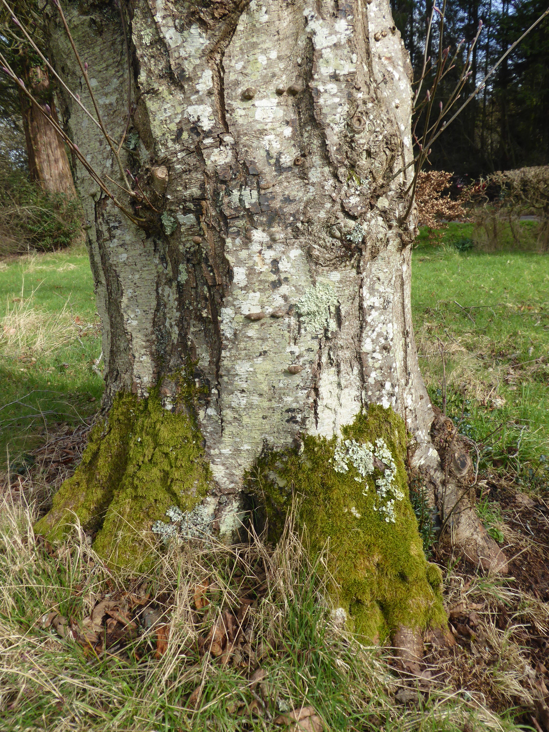 Distinctive grey bark of grey alder